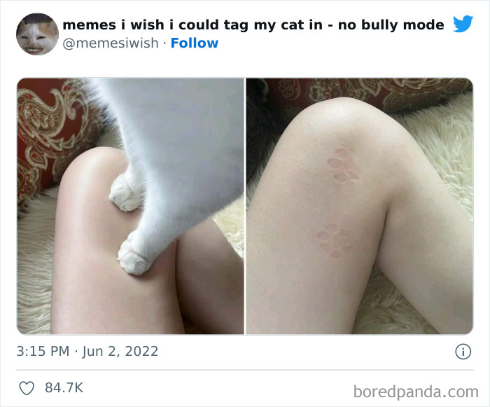 Funny-Relatable-Cat-Memes-Tweets