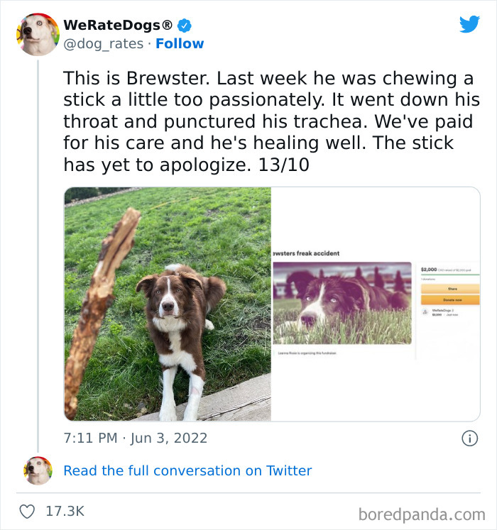 Funny-Dog-Rates-Twitter