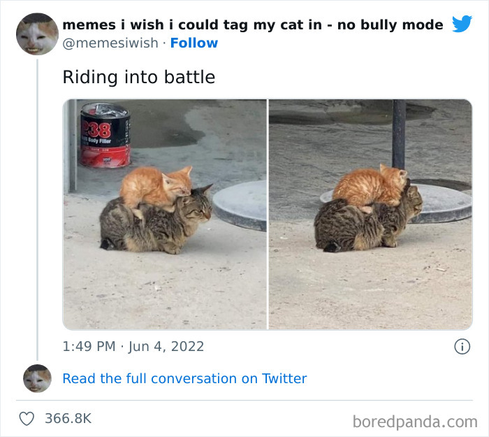 Funny-Relatable-Cat-Memes-Tweets