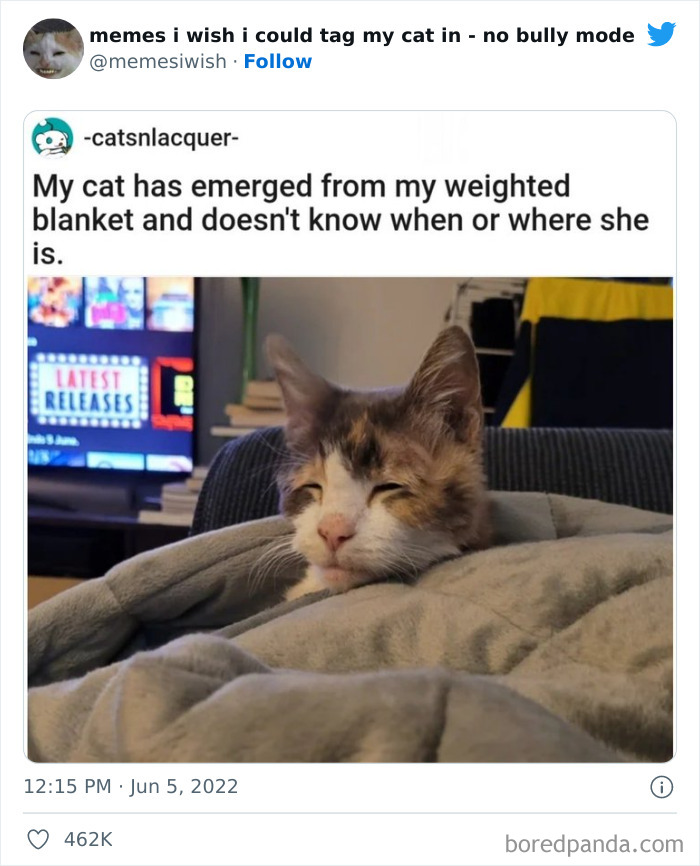 Funny-Relatable-Cat-Memes-Tweets