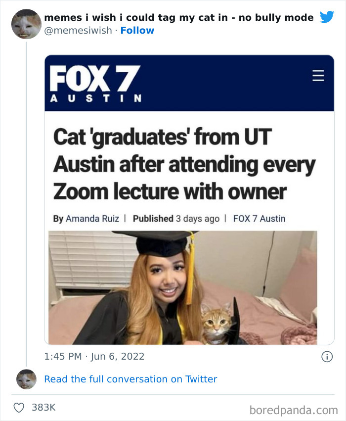 Funny-Relatable-Cat-Memes-Tweets