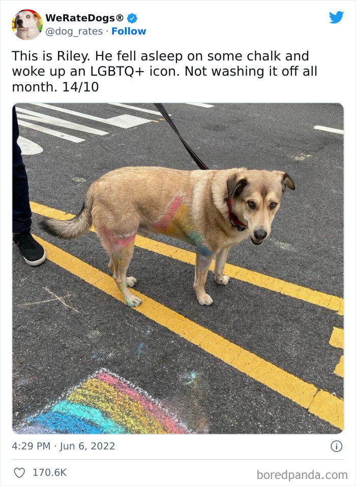 Funny-Dog-Rates-Twitter