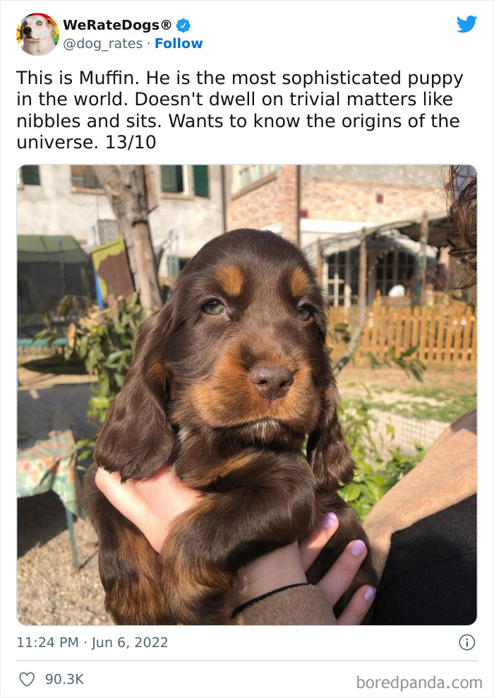 Funny-Dog-Rates-Twitter