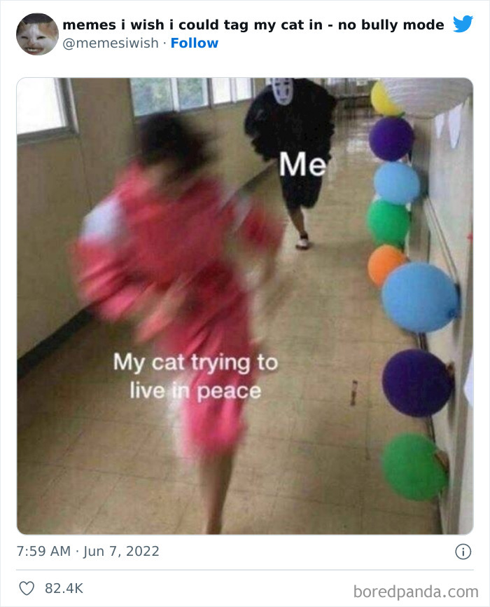 Funny-Relatable-Cat-Memes-Tweets