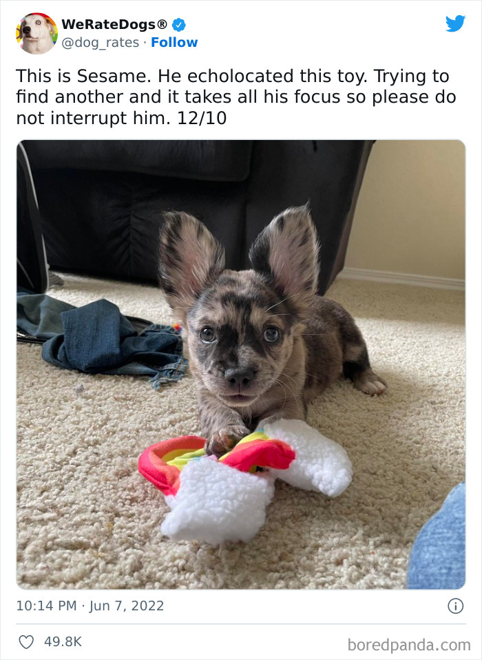 Funny-Dog-Rates-Twitter