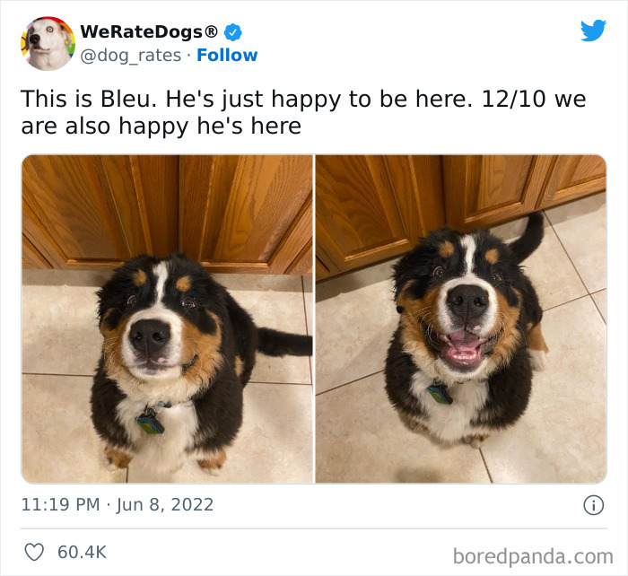 Funny-Dog-Rates-Twitter