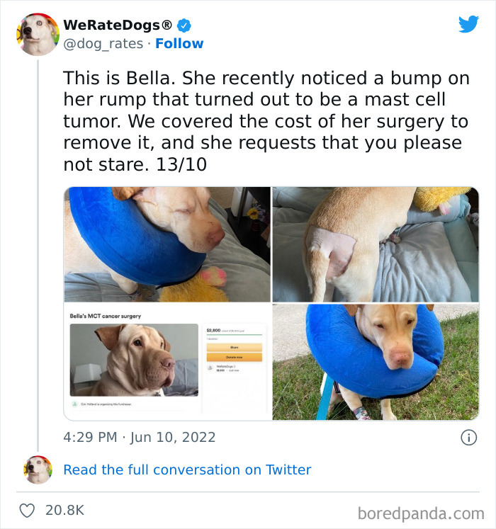 Funny-Dog-Rates-Twitter