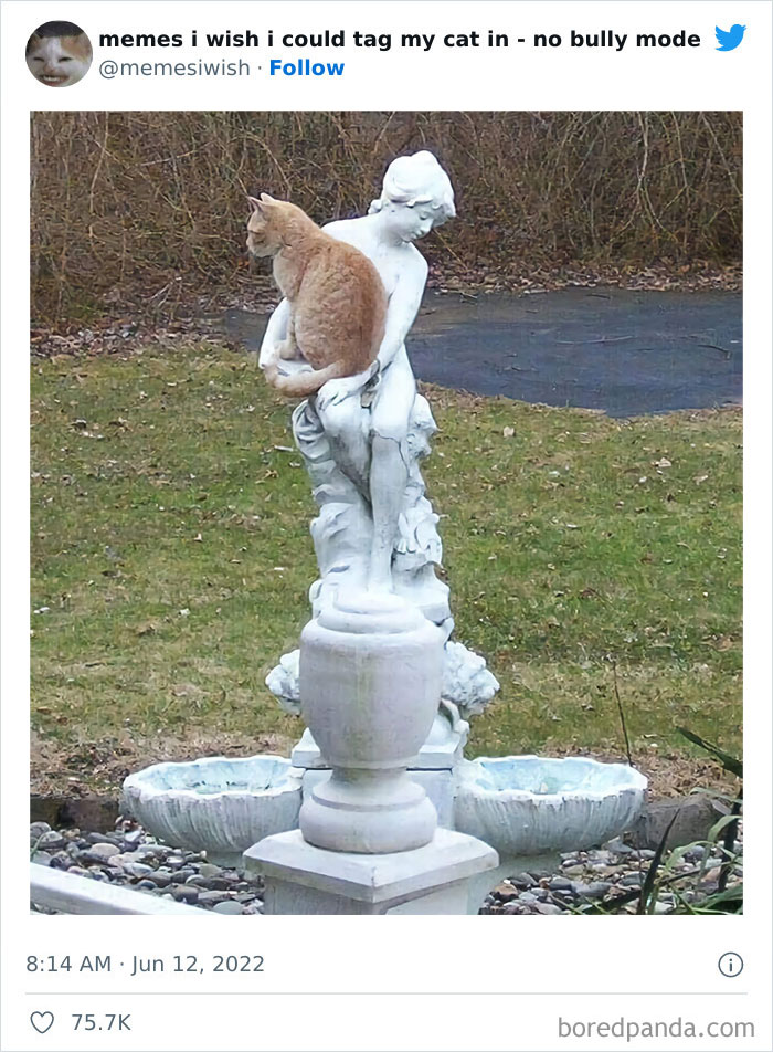 Funny-Relatable-Cat-Memes-Tweets