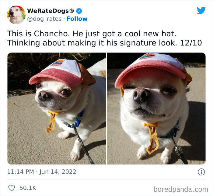 Funny-Dog-Rates-Twitter