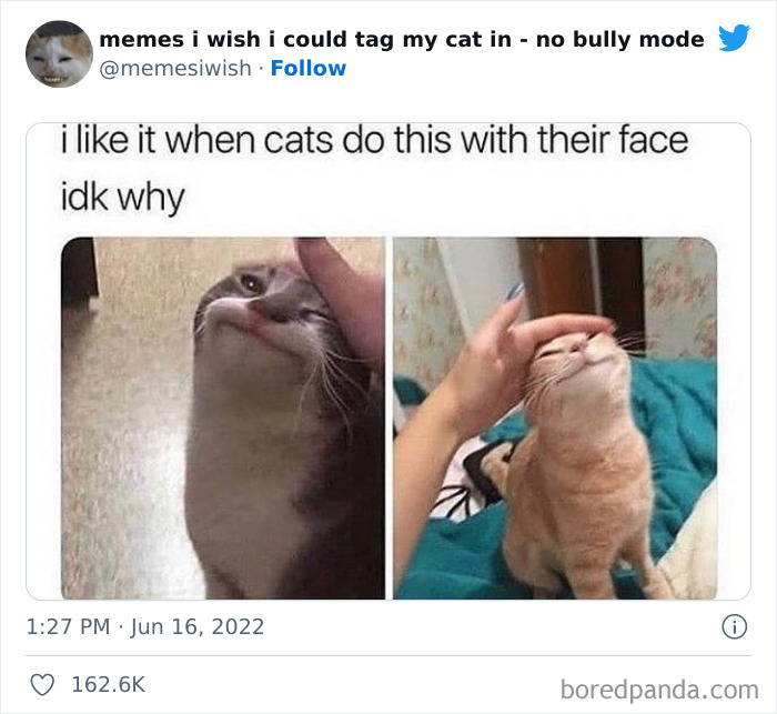 Funny-Relatable-Cat-Memes-Tweets