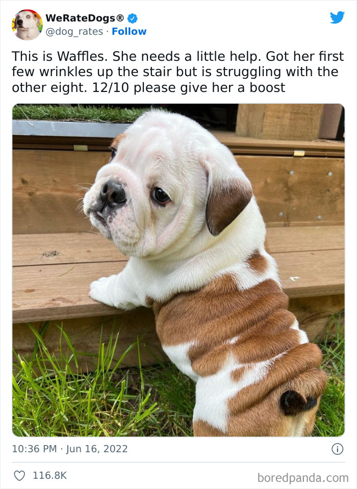 Funny-Dog-Rates-Twitter