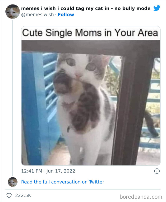 Funny-Relatable-Cat-Memes-Tweets