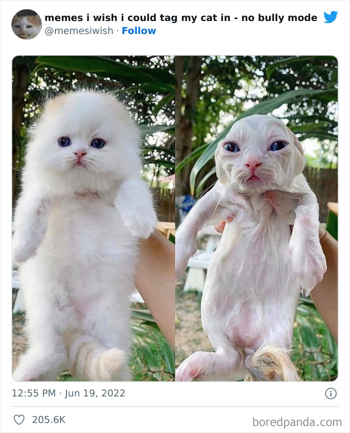 Funny-Relatable-Cat-Memes-Tweets