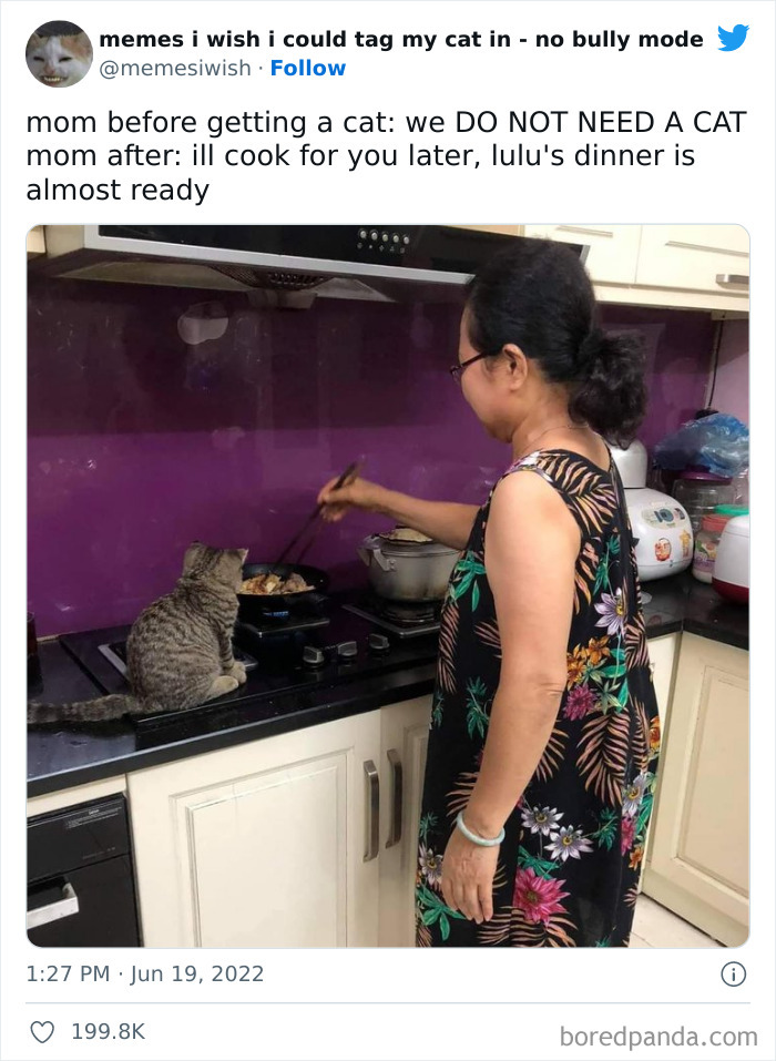 Funny-Relatable-Cat-Memes-Tweets