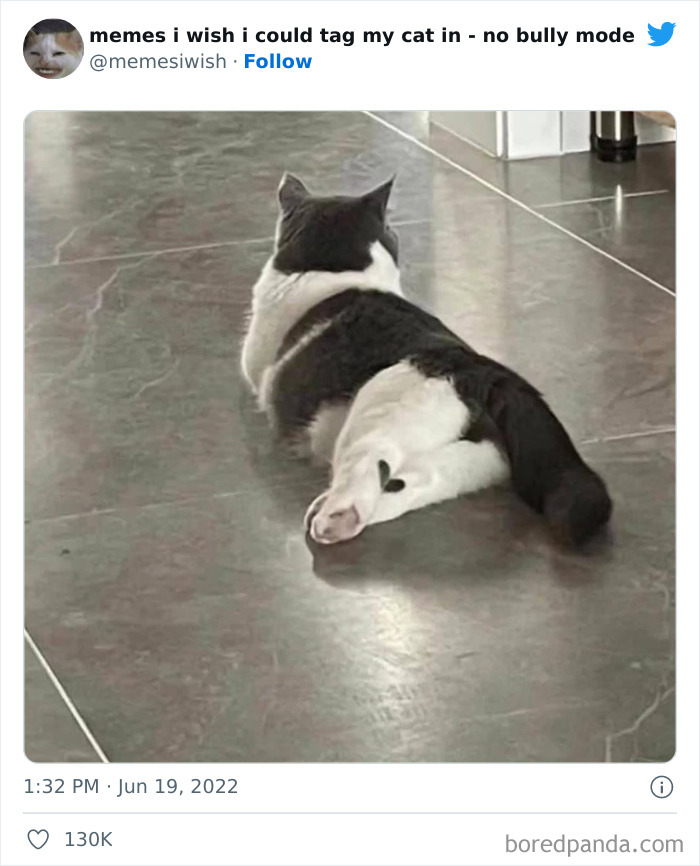 Funny-Relatable-Cat-Memes-Tweets