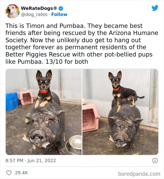 Funny-Dog-Rates-Twitter