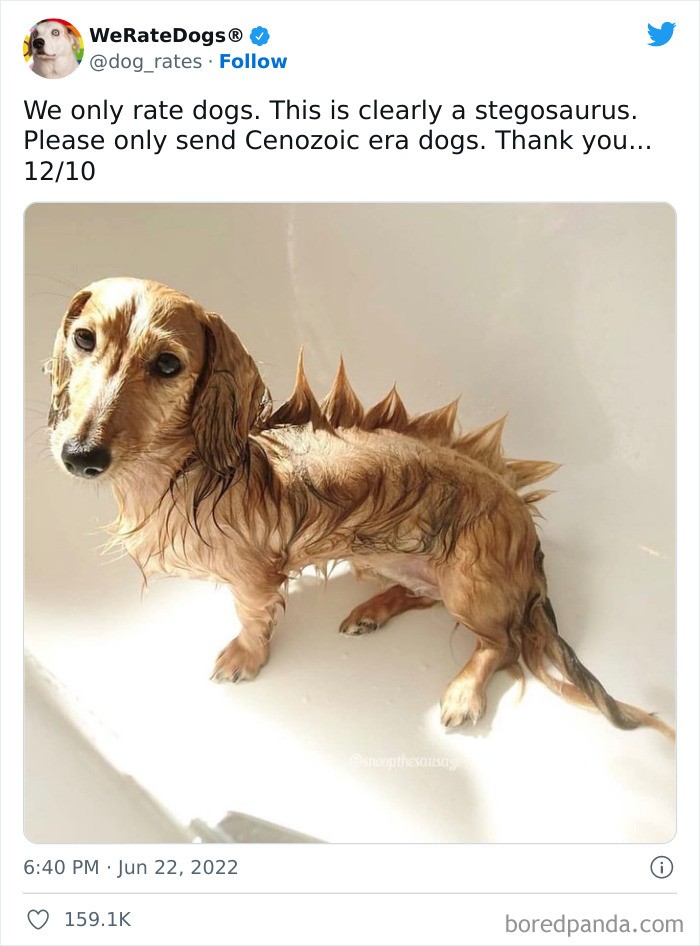 Funny-Dog-Rates-Twitter