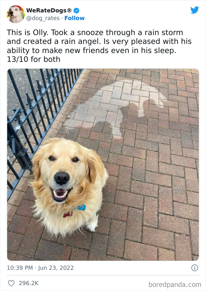 Funny-Dog-Rates-Twitter