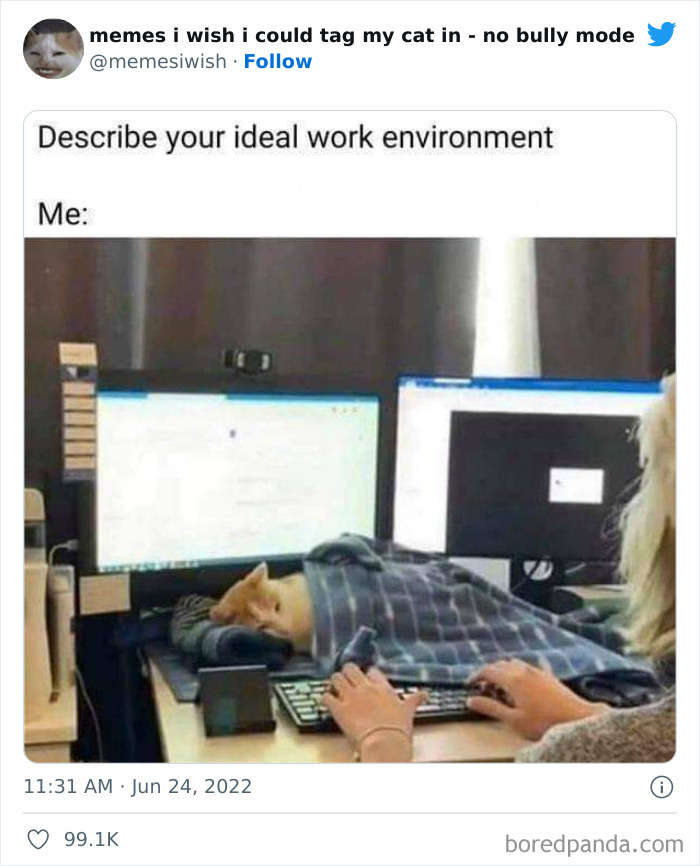 Funny-Relatable-Cat-Memes-Tweets