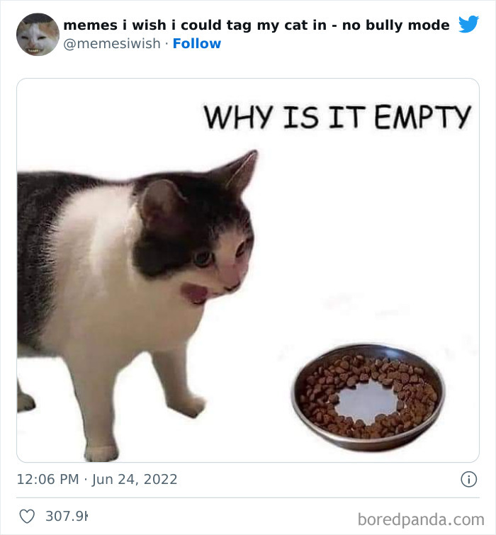 Funny-Relatable-Cat-Memes-Tweets