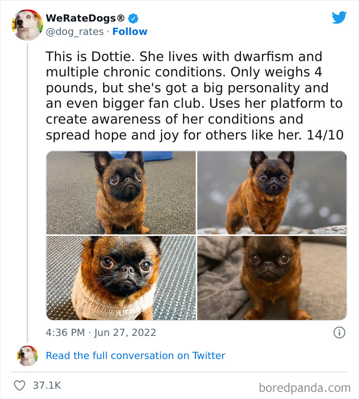 Funny-Dog-Rates-Twitter