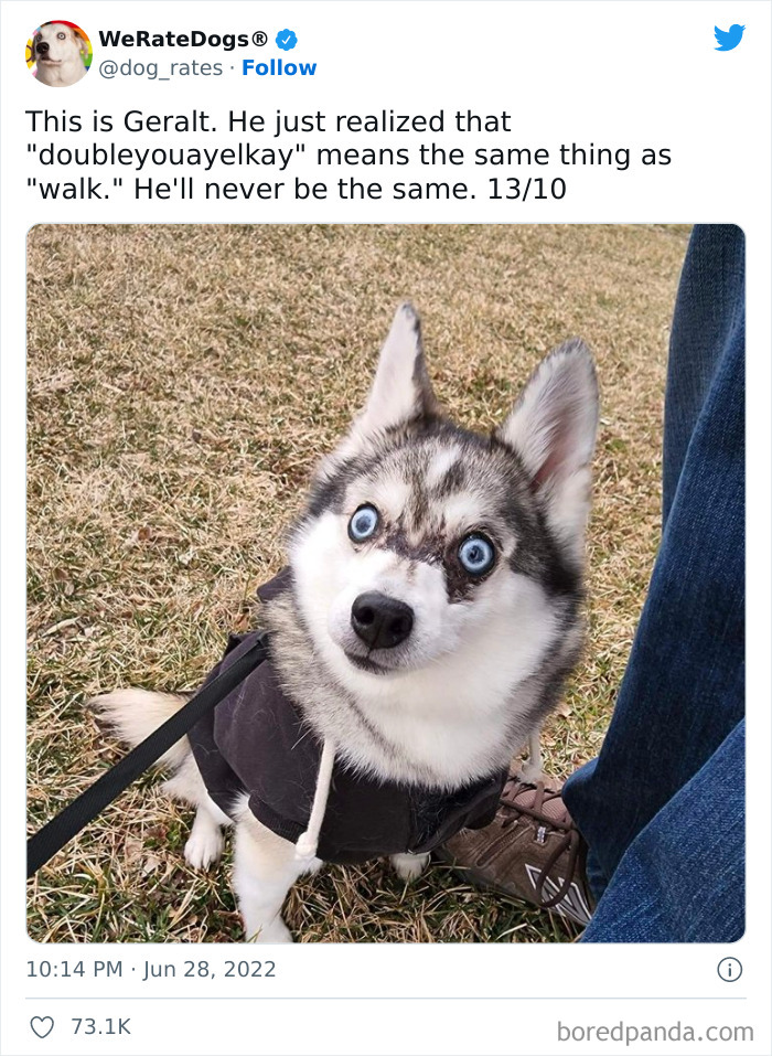 Funny-Dog-Rates-Twitter