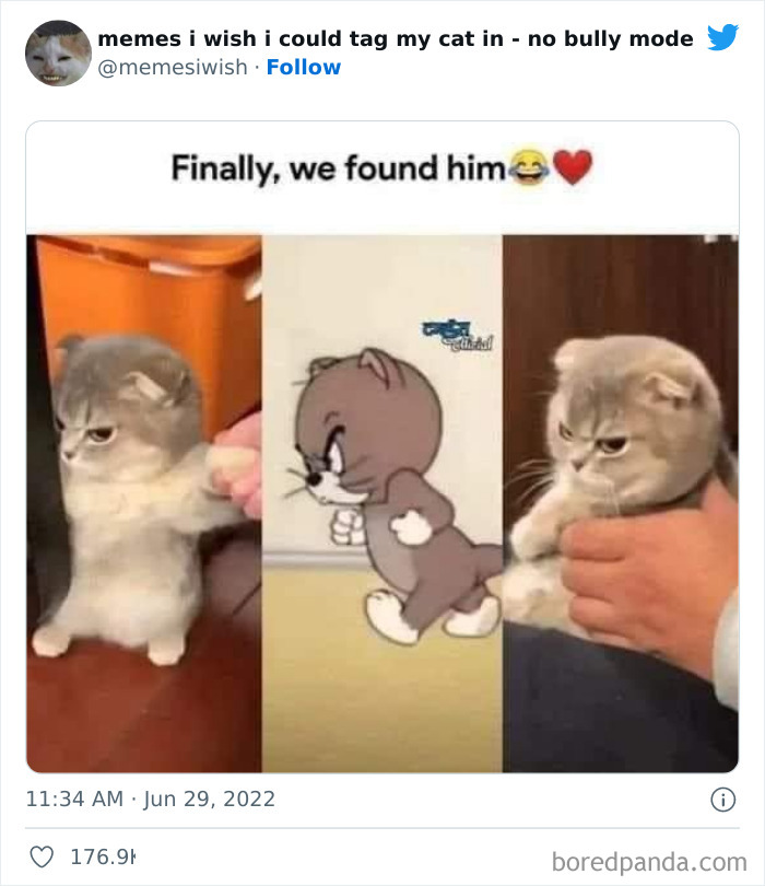 Funny-Relatable-Cat-Memes-Tweets