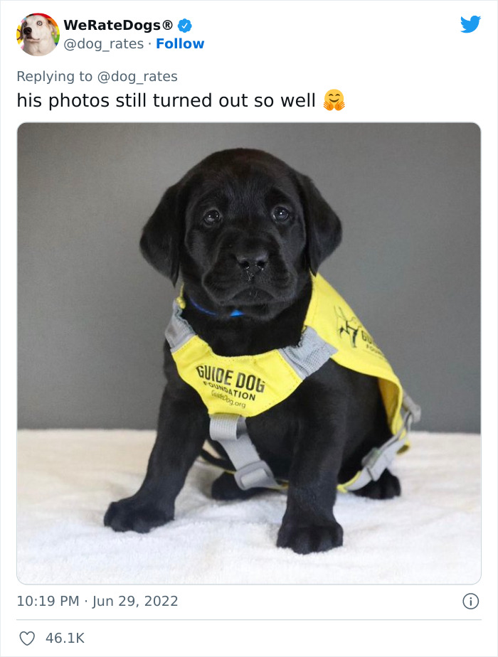 Guide-Pup-In-Training Falls Asleep During Important Photoshoot, And 11M People Can&rsquo;t Handle The Cuteness