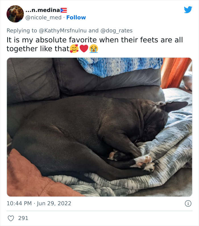 Guide-Pup-In-Training Falls Asleep During Important Photoshoot, And 11M People Can&rsquo;t Handle The Cuteness