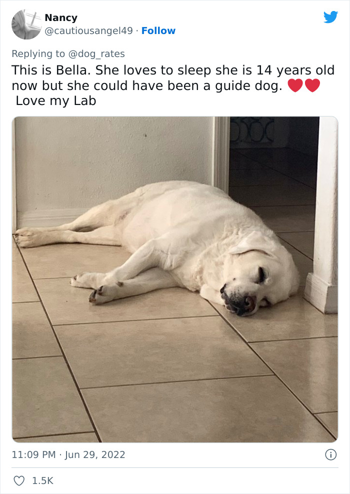 Guide-Pup-In-Training Falls Asleep During Important Photoshoot, And 11M People Can&rsquo;t Handle The Cuteness