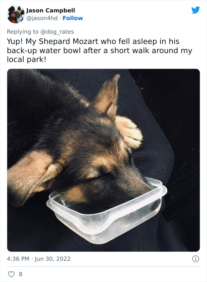 Guide-Pup-In-Training Falls Asleep During Important Photoshoot, And 11M People Can&rsquo;t Handle The Cuteness