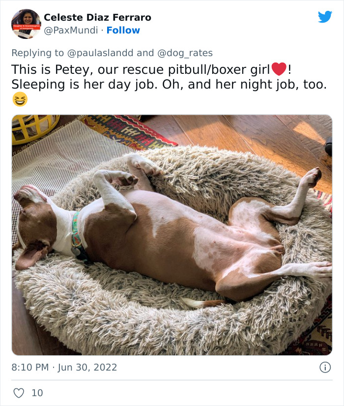 Guide-Pup-In-Training Falls Asleep During Important Photoshoot, And 11M People Can&rsquo;t Handle The Cuteness