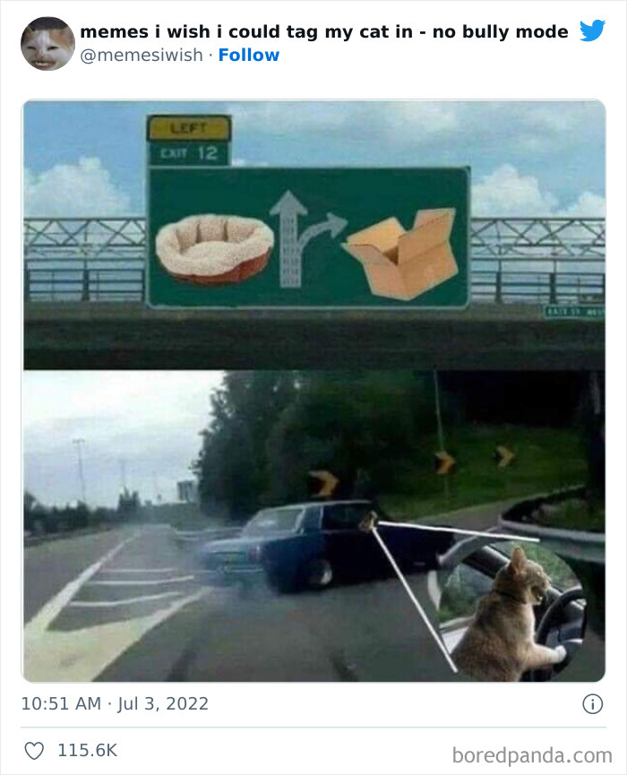 Funny-Relatable-Cat-Memes-Tweets