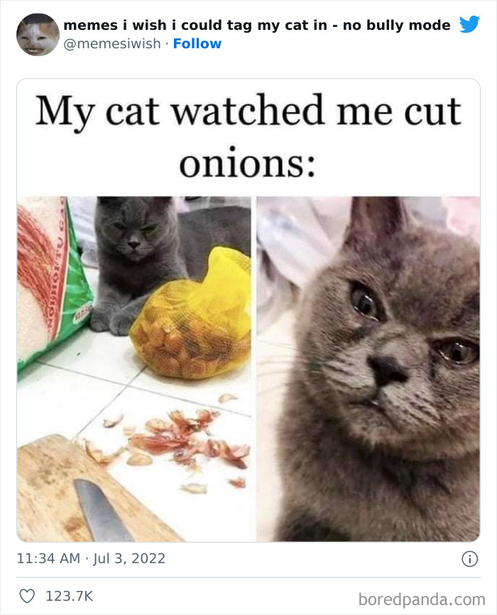 Funny-Relatable-Cat-Memes-Tweets