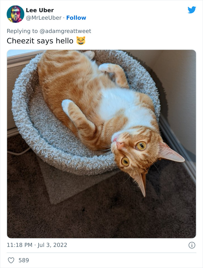 Cat-Funny-Names-Twitter