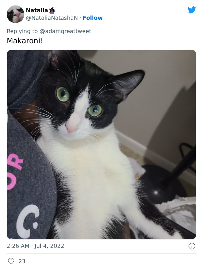 Cat-Funny-Names-Twitter