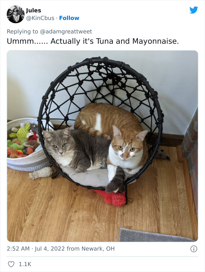 Cat-Funny-Names-Twitter