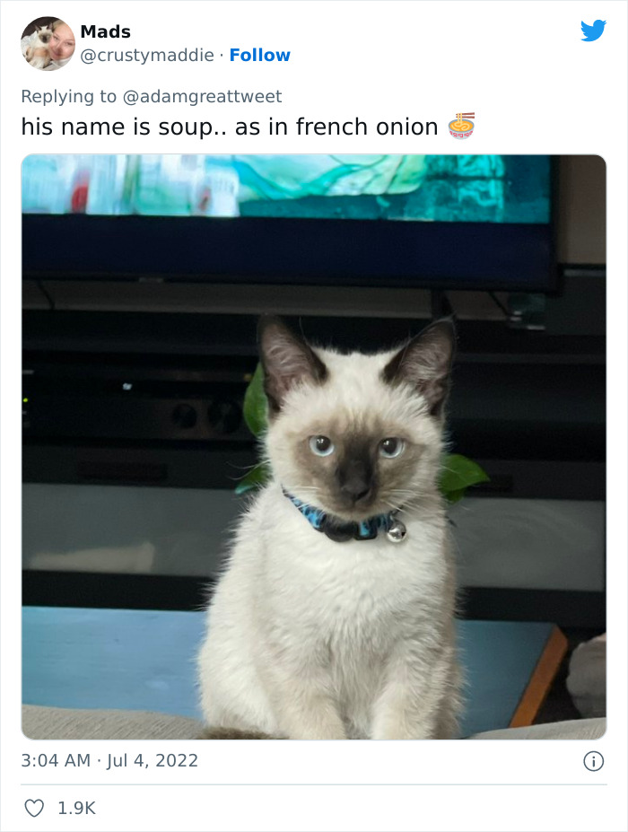 Cat-Funny-Names-Twitter