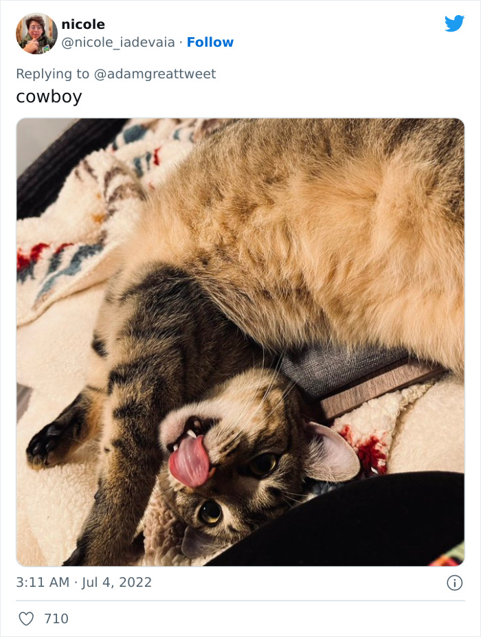 Cat-Funny-Names-Twitter