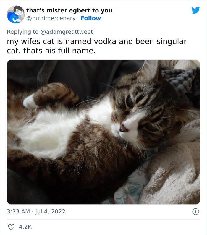 Cat-Funny-Names-Twitter