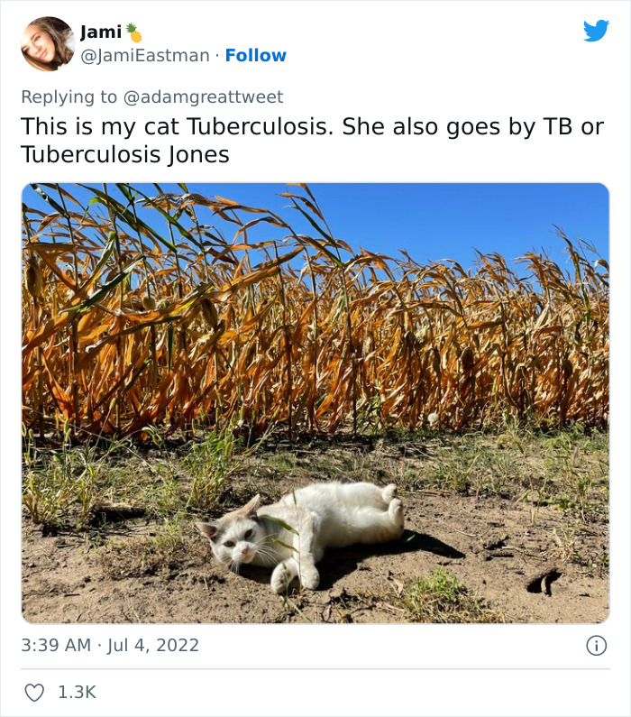 Cat-Funny-Names-Twitter