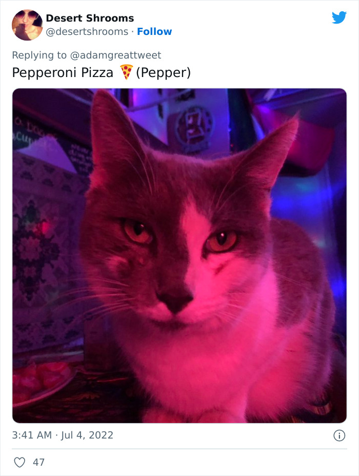 Cat-Funny-Names-Twitter