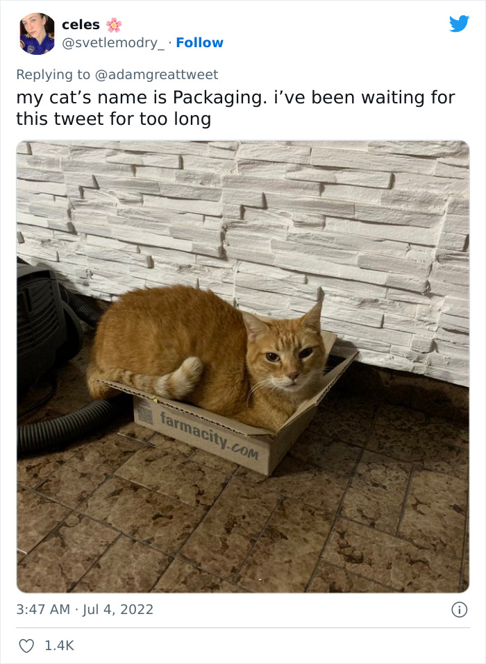 Cat-Funny-Names-Twitter