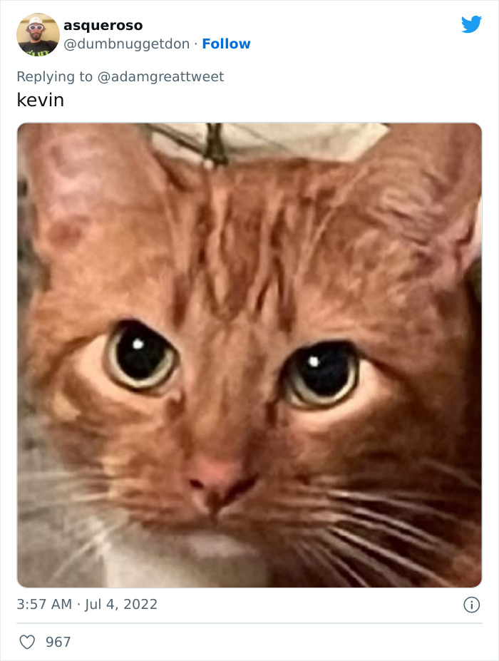 Cat-Funny-Names-Twitter