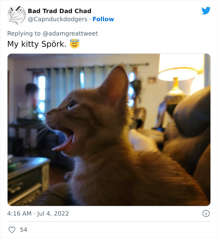 Cat-Funny-Names-Twitter