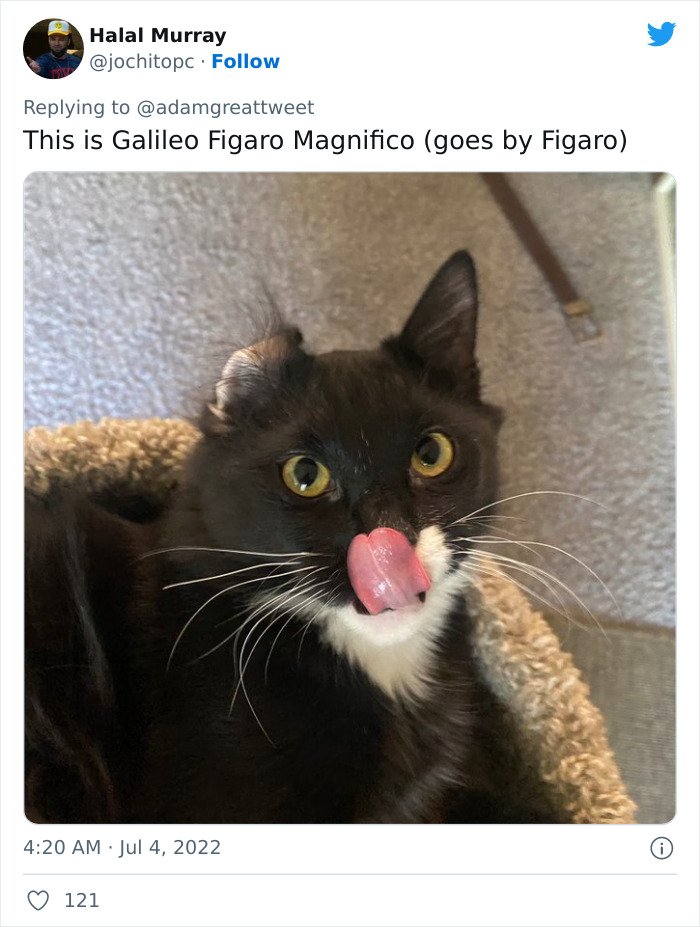 Cat-Funny-Names-Twitter