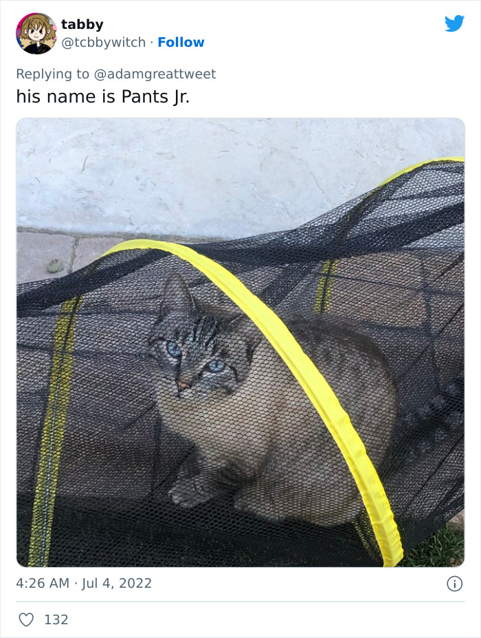 Cat-Funny-Names-Twitter