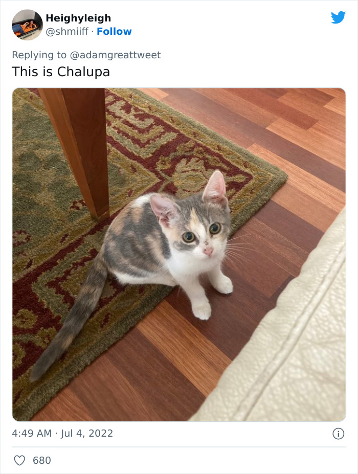 Cat-Funny-Names-Twitter