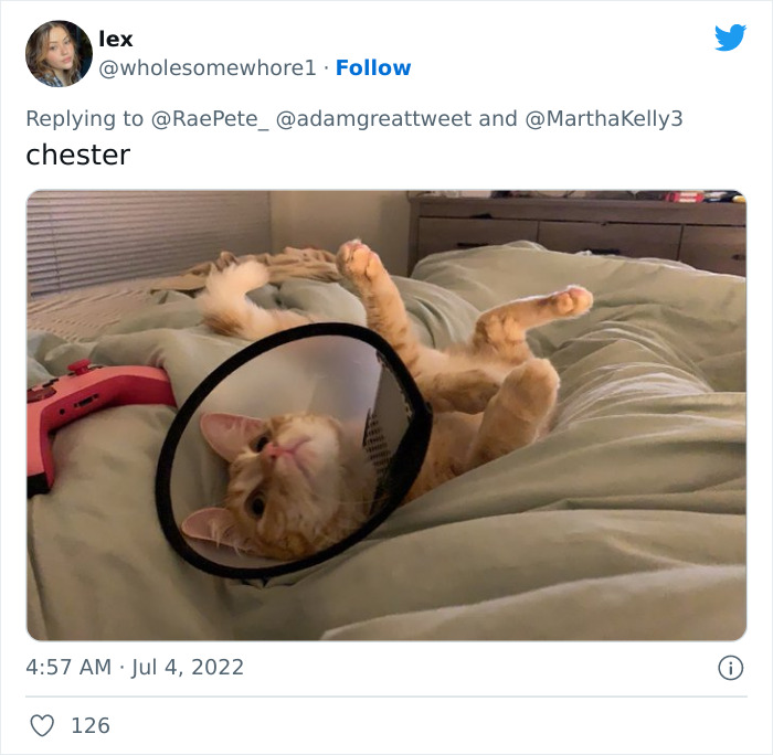 Cat-Funny-Names-Twitter
