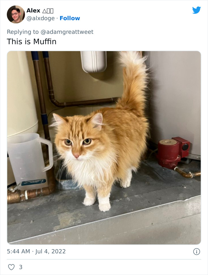 Cat-Funny-Names-Twitter